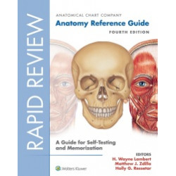 Rapid Review: Anatomy...